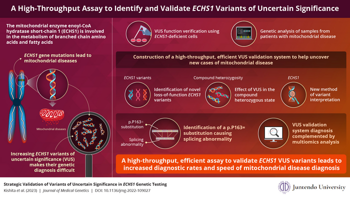 Researchers have developed a high-throughput assay to validate ECHS1 VUS variants responsible for mitochondrial diseases