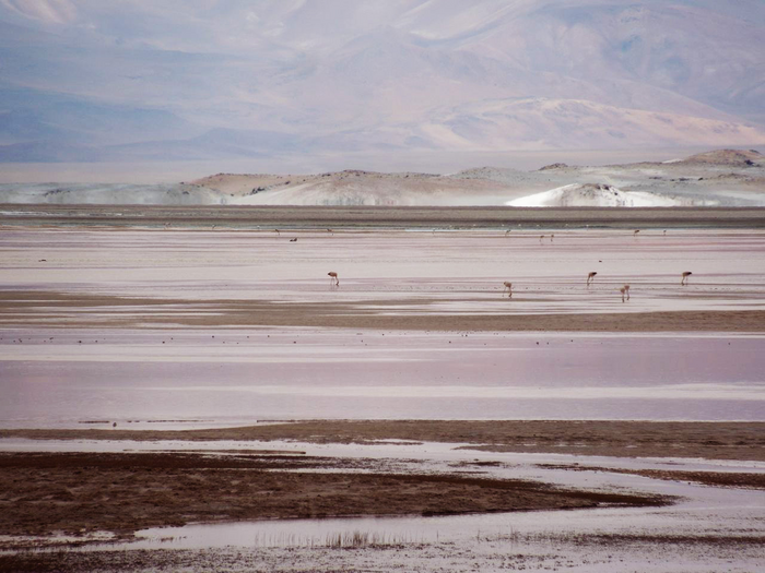 Open water in the salt flats is critical habitat for many different kinds of animals