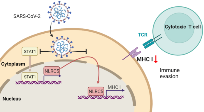A novel mechanism of SARS-CoV-2 immune escape