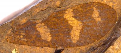 Scorpionfly Discovery