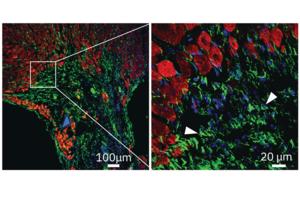 Cardiac muscle microscopy image.