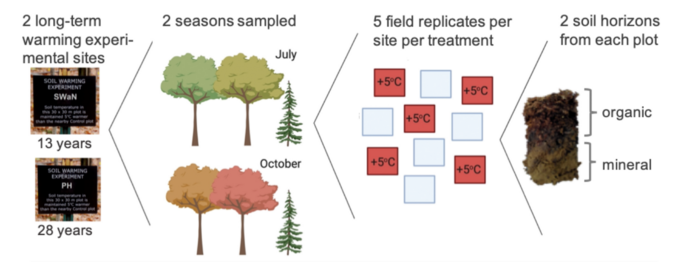 Samples were harvested at two time points in July and October 2019 at two long-term warming experiments, SWaN and PH, at the Harvard Forest long-term ecological research station, which had been established for 13 and 28 years, respectively.