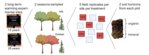 Samples were harvested at two time points in July and October 2019 at two long-term warming experiments, SWaN and PH, at the Harvard Forest long-term ecological research station, which had been established for 13 and 28 years, respectively.