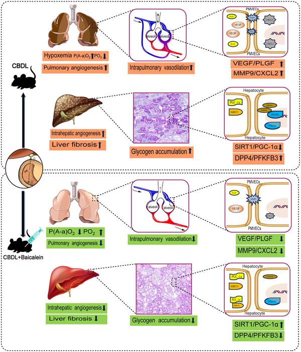 The Therapeutic Effects of Baicalein on the Hepatopulmonary Syndrome in the Rat Model of Chronic Common Bile Duct Ligation