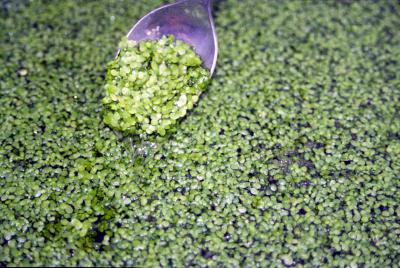 Duckweed