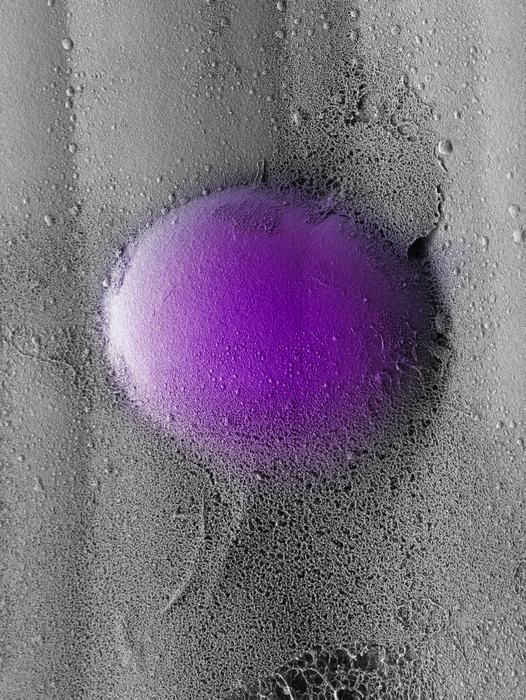 Monocyte in in vitro model of bone marrow mechanics