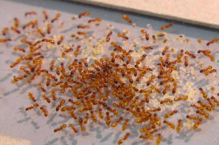 A Colony Of Rock Ants