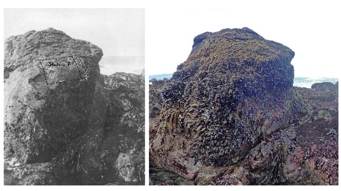 Rock mussel bed comparison, 1941 and 2018