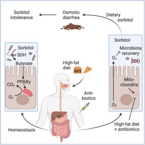 Sorbitol intolerance