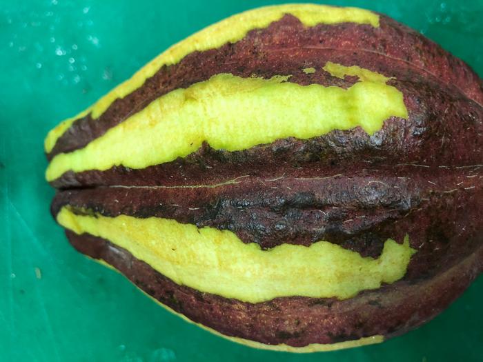 Cocoa pods — a source of chocolate, and potentially, flame retardants