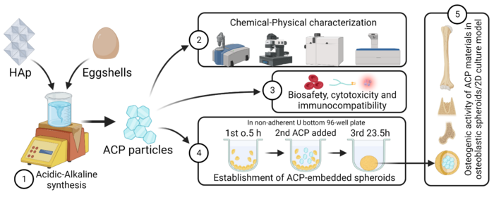 FLOWCHART OF THIS RESEARCH: HOW TO CONVERT EGGSHELL WASTE INTO BIOACTIVE MATERIALS FOR BONE REGENERATION