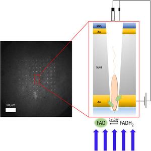 Notre Dame researchers invent trap for capturing and comparing individual bacterial cells