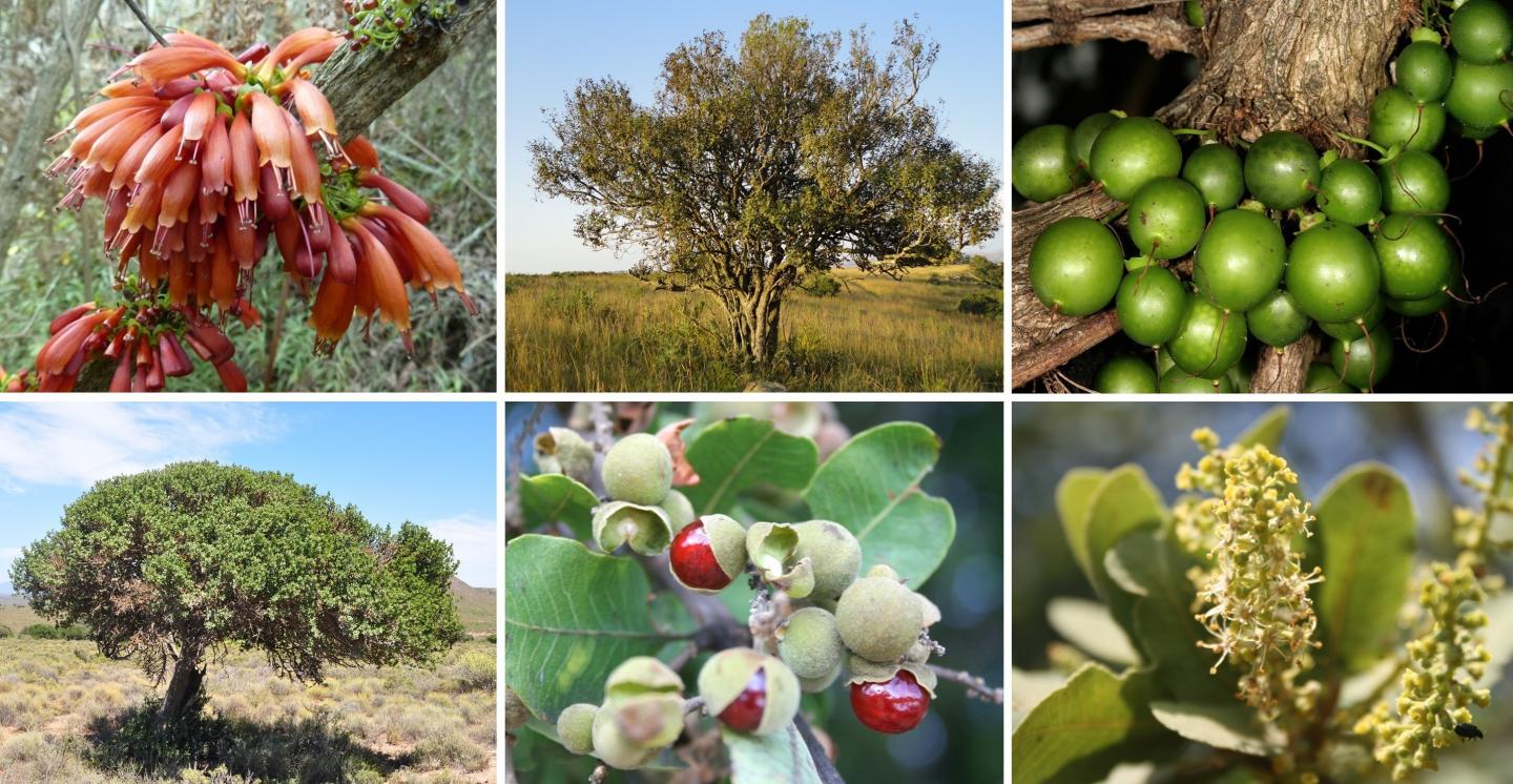 Wild African fruits can supplement low protein foods with lysine