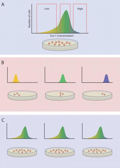 Innate Sca-1 Protein Concentration in a Population of Stem Cells