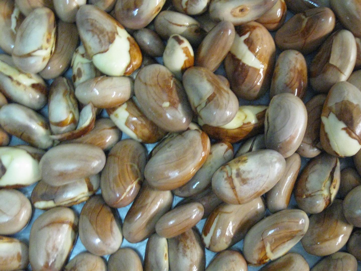 Jackfruit Seeds Could Help Ease Looming Cocoa Bean Shortage