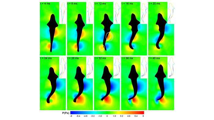 Pressure field distribution of zebrafish during a complete tail swing