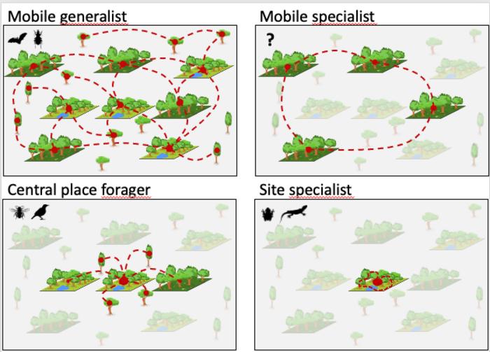 Foraging Behaviors graphic