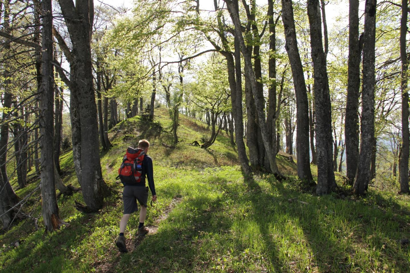 Forest Ecologist Bill Keeton