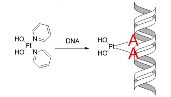 Nucleobase Adenine