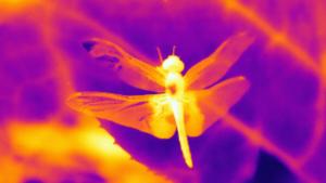 Infrared-spectrum image of ornamented dragonfly