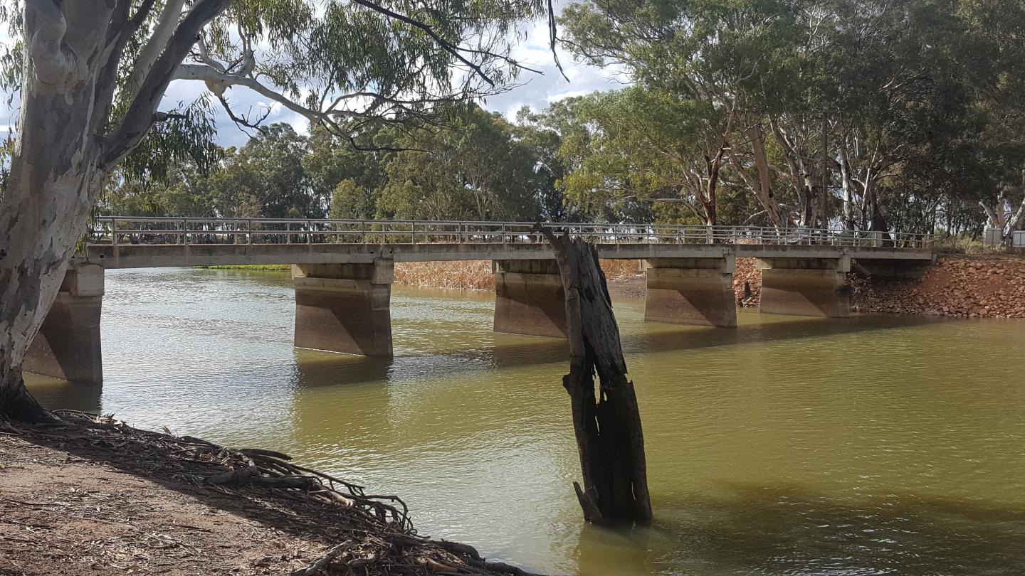 Blue-Green Algal Bloom on Murray River NSW Australia