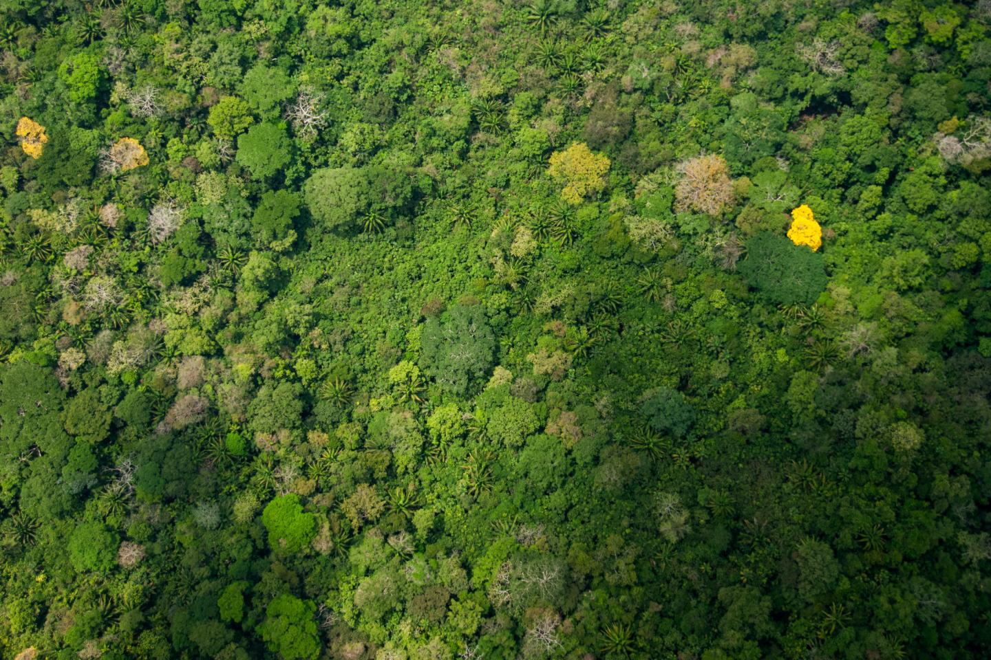 Overflight Parque Soberania