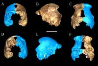 Bone Fragments of <i>Homo neladi</i>