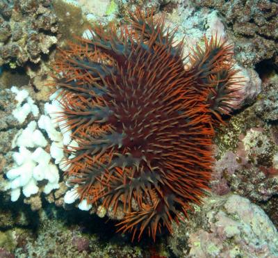 Crown-of-Thorns Sea Star Feeding on a Coral
