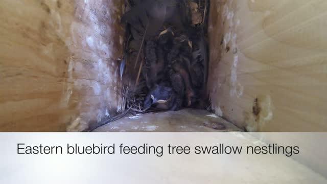 Blue Bird Feeding Swllows