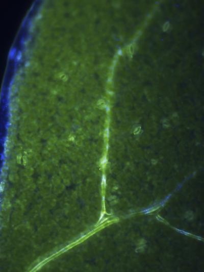 Designing Plant Cell Walls that Fall Apart (1 of 3)