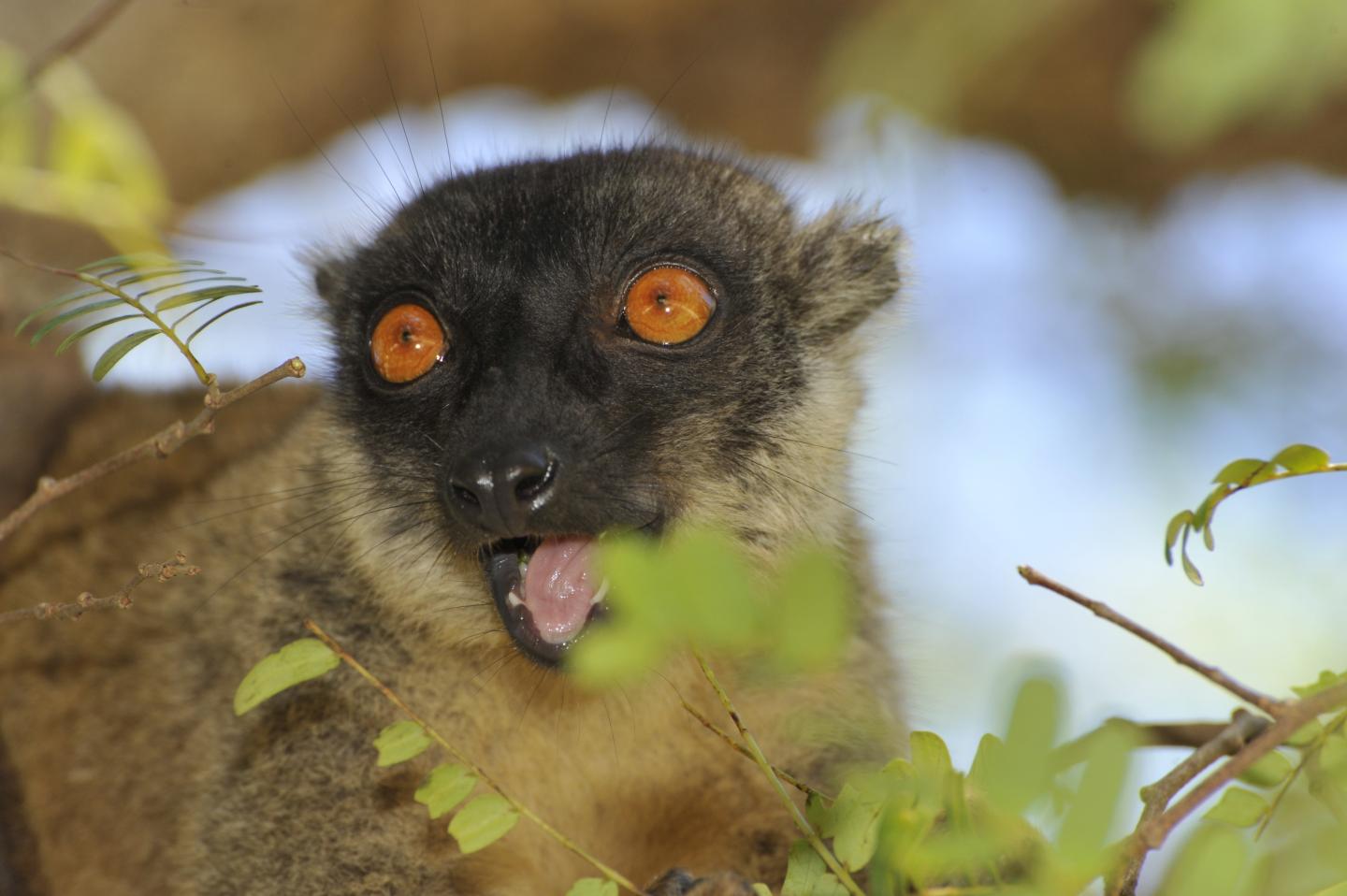 Brown Lemur