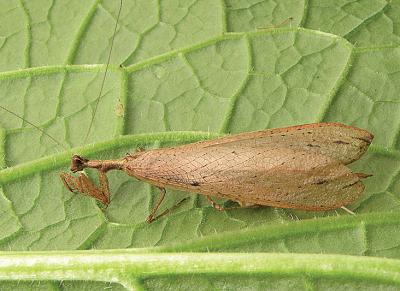 <i>Dystacta tigrifrutex</i>