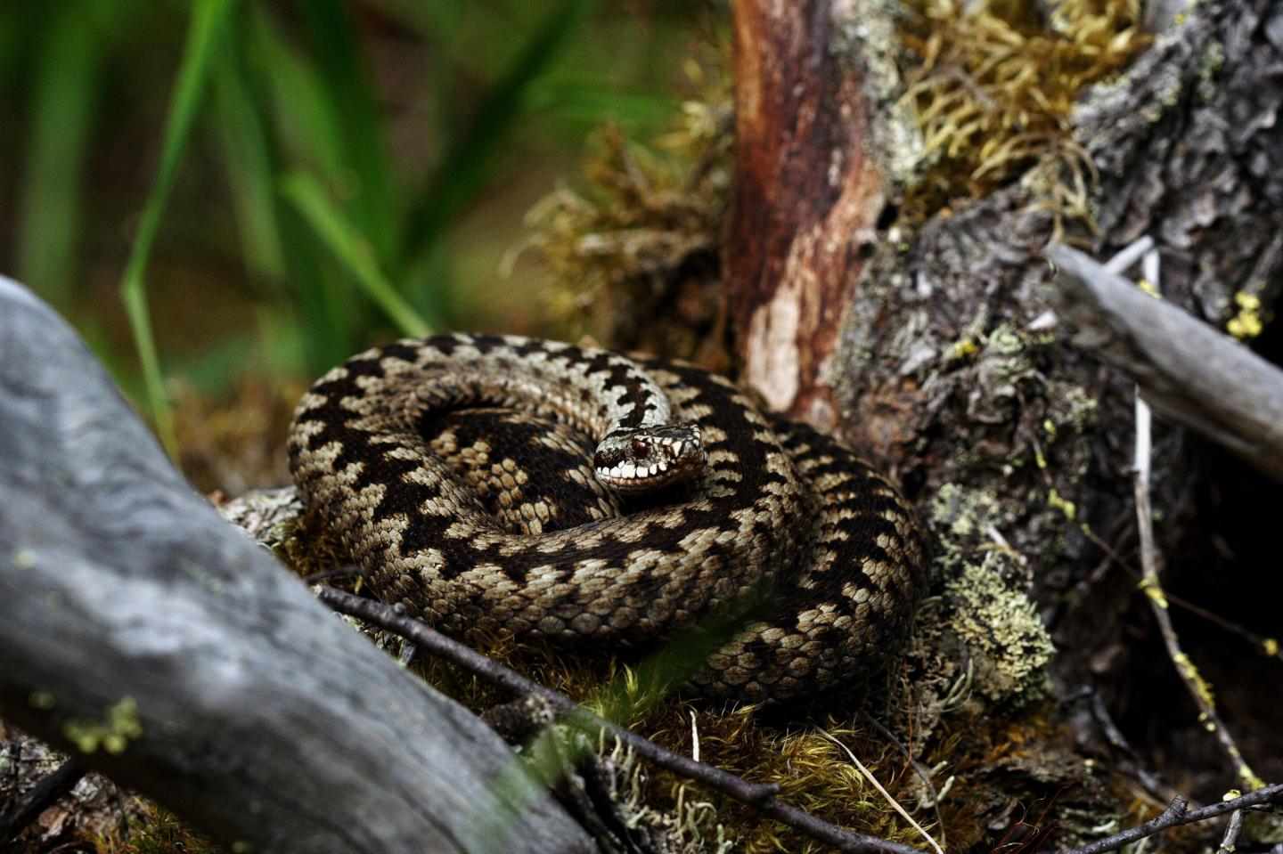 A zig-zag pattern on a viper's back has multiple effects during predation event