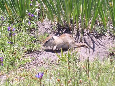 Ground Squirrels Relearn Smell
