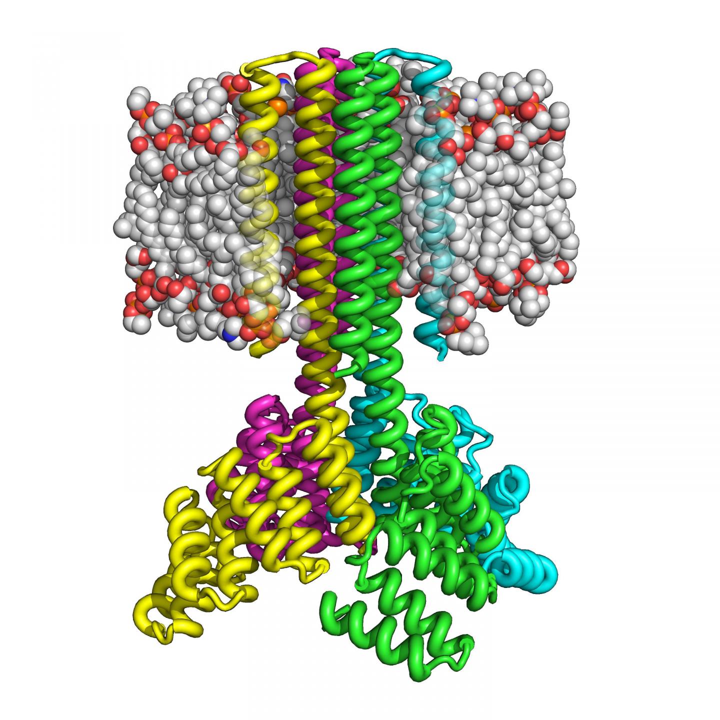 Scientists create complex transmembrane prote EurekAlert!