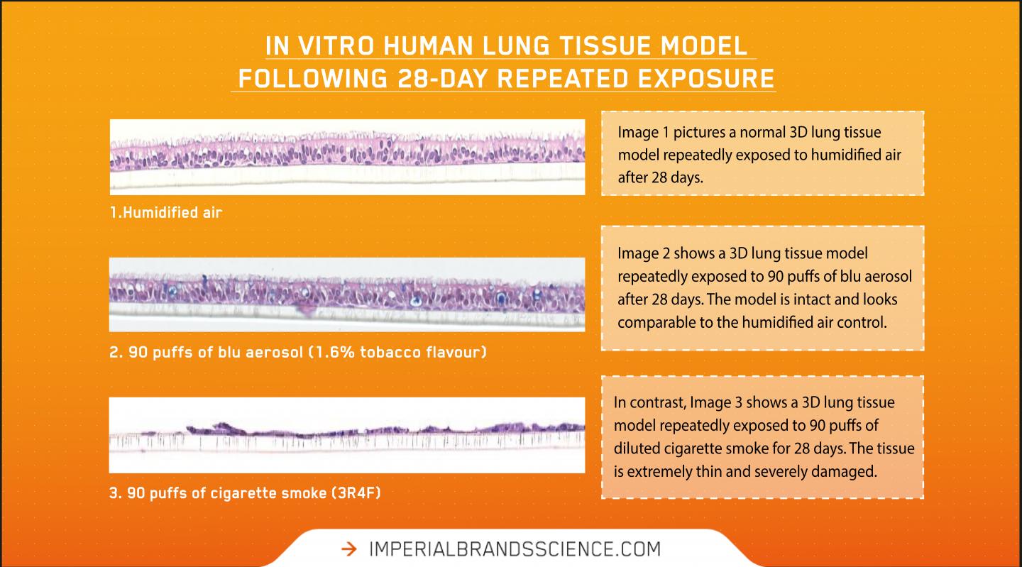 In-vitro human lung tissue model following 28-day repeat exposure