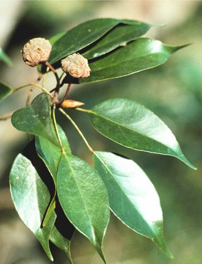 <i>Liquidambar gracilipes</i>