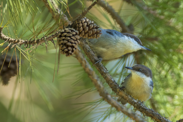 Brown-headed nuthatches