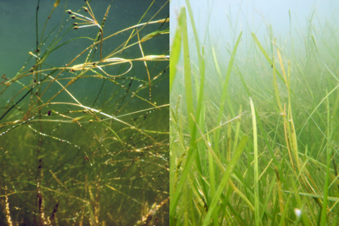 Widgeongrass (L) and eelgrass (R)