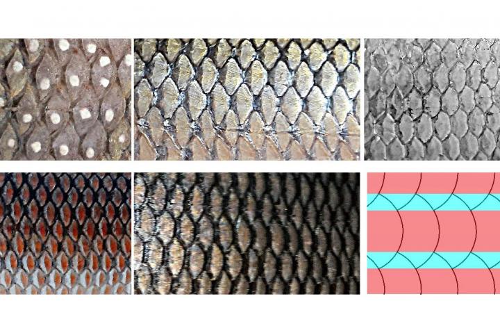 Fish scales