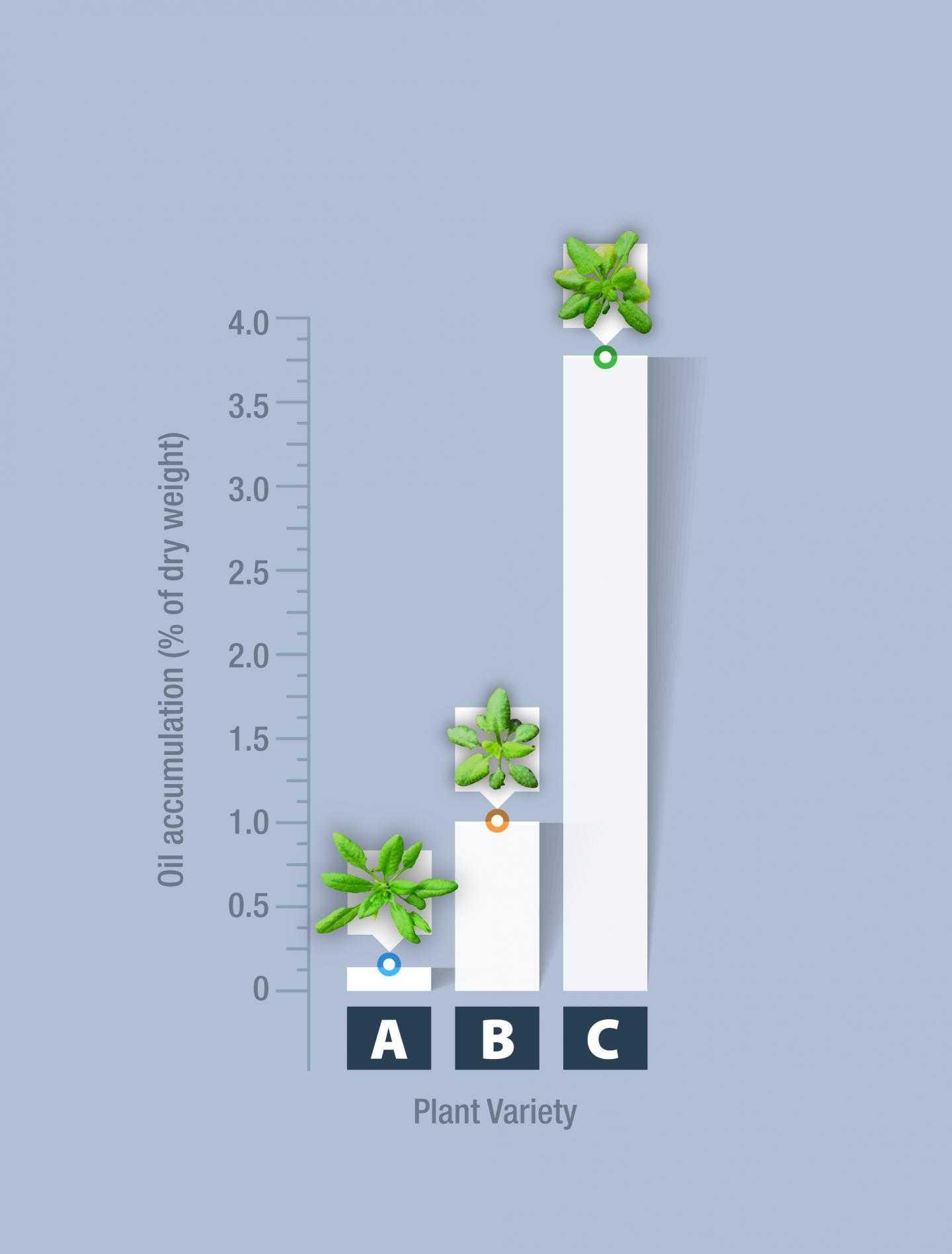 Graph of Plant Oil Accumulation