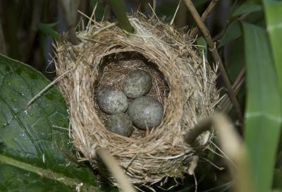 Birds Learn From Their Neighbors (1 of 2)