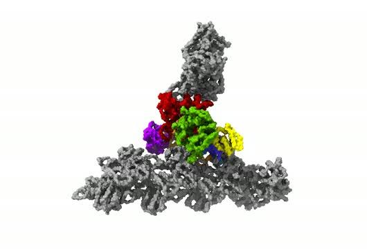 Protein complex Arp2/3