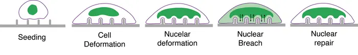 Nanopillar cell cartoon