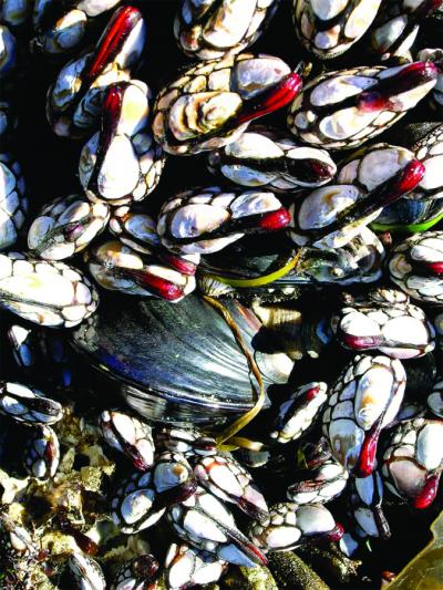 Gooseneck Barnacles