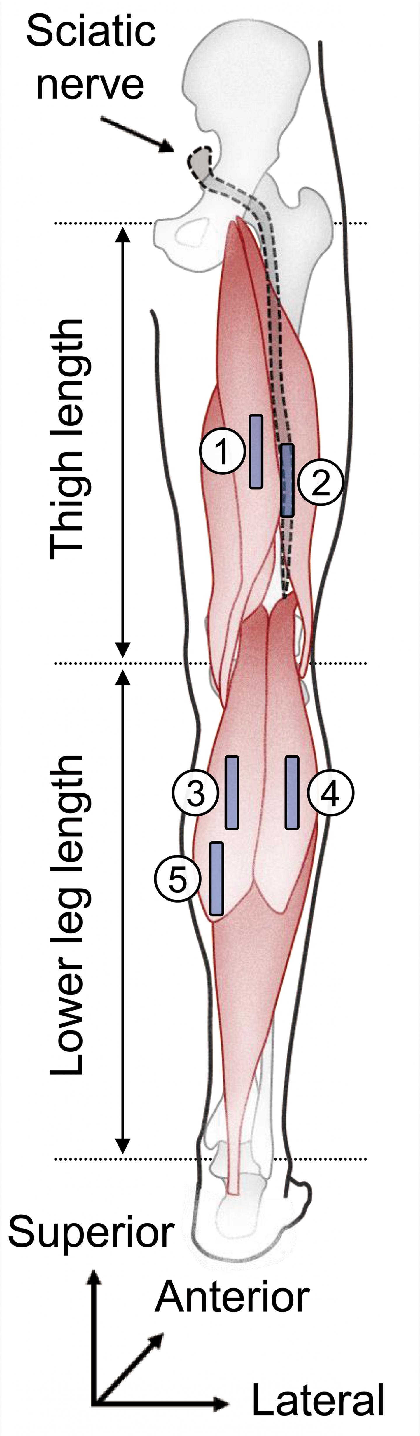 Locations of ultrasound probes to measure tissue stiffness