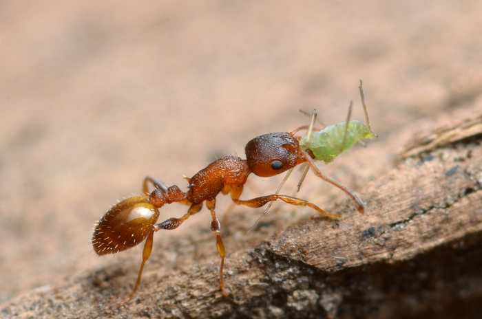 An ant belonging to the genus Temnothorax, a close relative to the ants used in this study.
