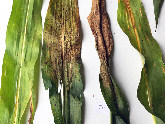 Corn leaves showing tar spot symptoms