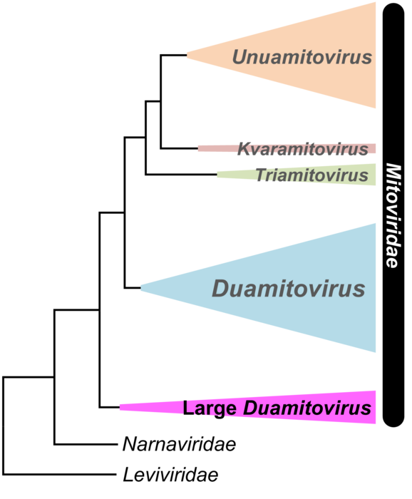 Phylogenetic analysis of mitovirus RdRp
