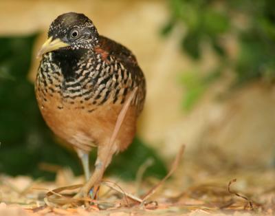 Female Barred Buttonquail